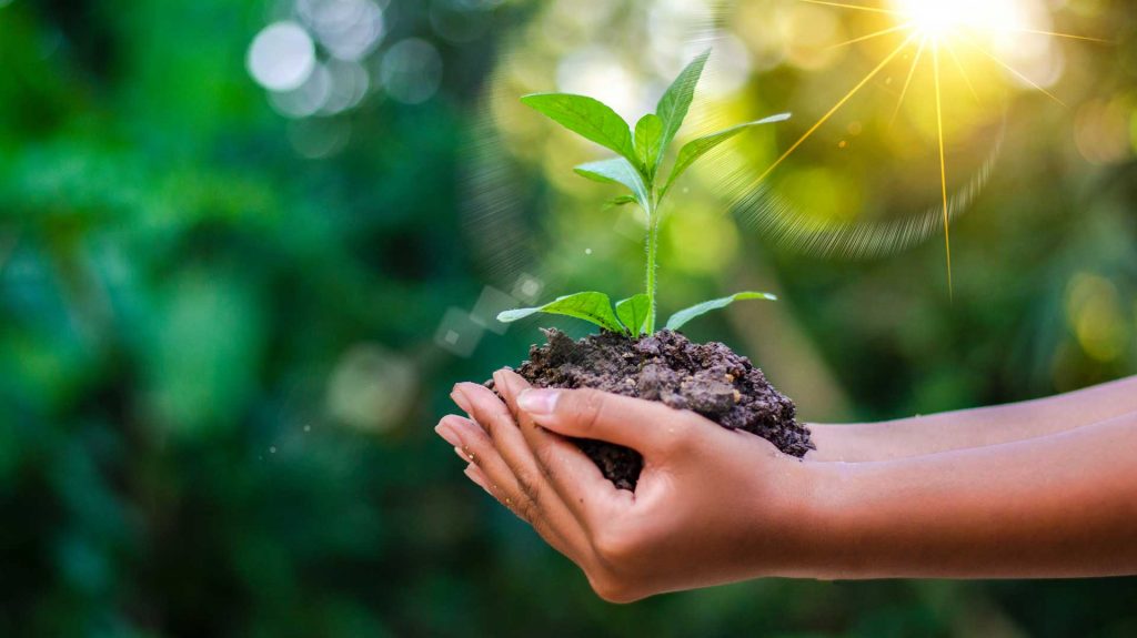 Hands holding a dirt pile and plant sprouting from it